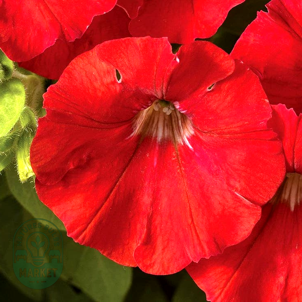 FlashForward™ Pink Petunia Seeds