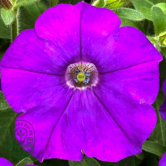 FlashForward™ Red Petunia Seeds