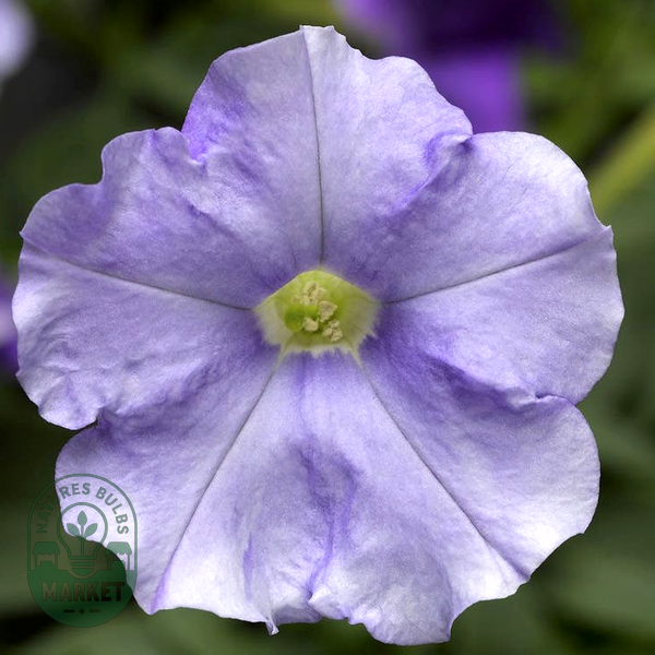 FlashForward™ Sky Blue Petunia Seeds