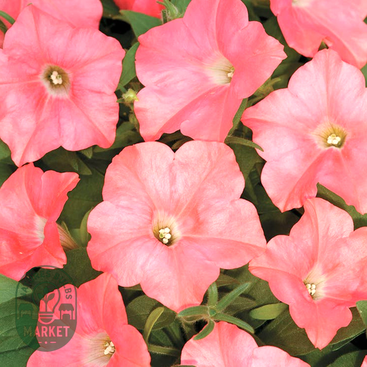 FlashForward™ White Petunia Seeds