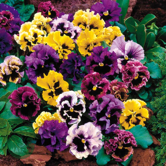 Flirty Skirts Mix Pansy Seeds