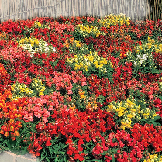 Floral Showers Hybrid Mix Snapdragon Seeds