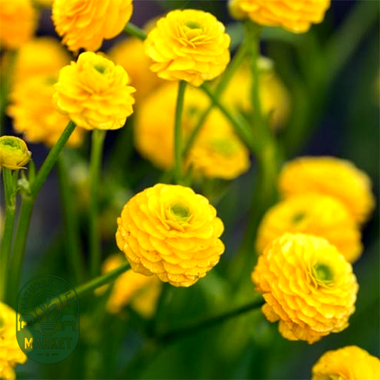 Flore Pleno