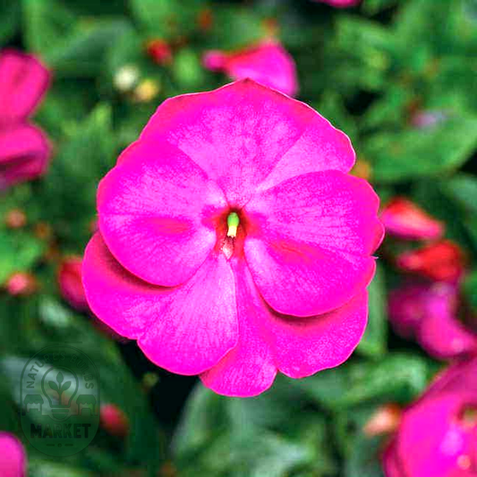 Florific® Violet New Guinea Impatiens Seeds
