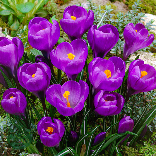 Flower Record