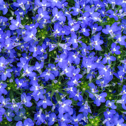 Fountain Blue Lobelia Seeds