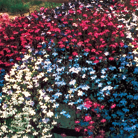 Fountain Mix Lobelia Seeds