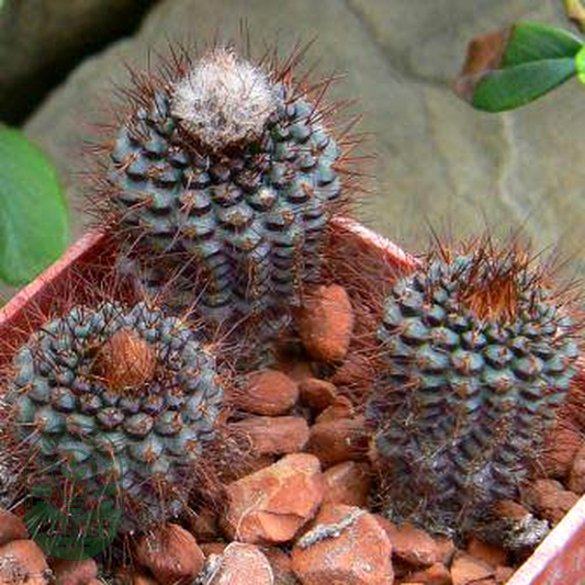 Frailea angelesii
