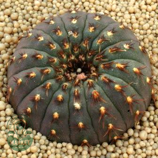 Frailea castanea