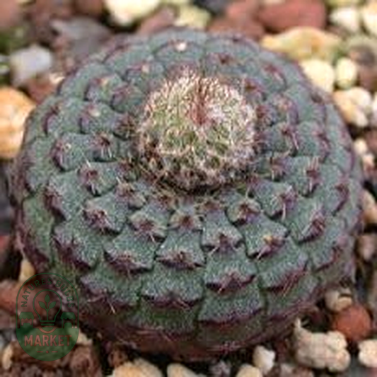 Frailea cataphracta