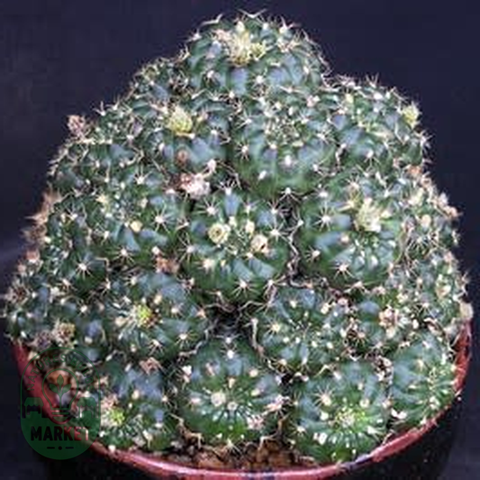 Frailea grahliana