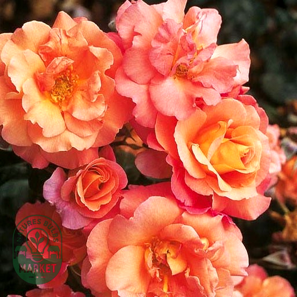 Freisinger Morgenrote