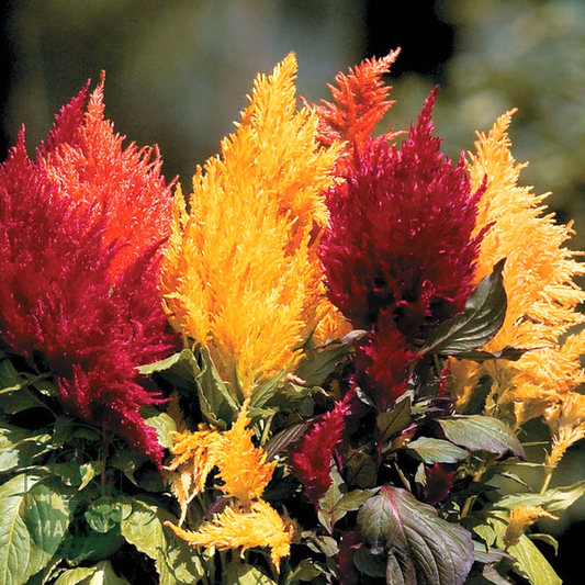 Fresh Look Mix Celosia Seeds