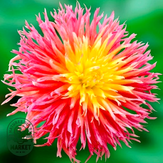 Fringed Star