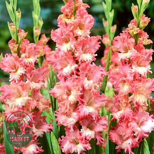 Frizzled Coral Lace