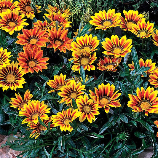Frosty Kiss™ Flame Mix Gazania Seeds