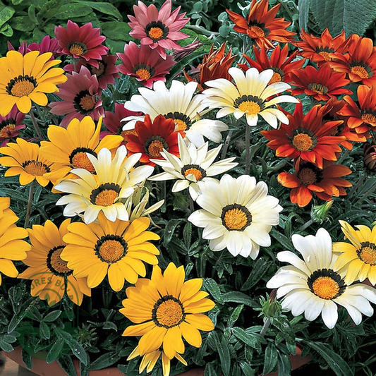 Frosty Kiss™ Mix Gazania Seeds