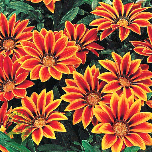 Frosty Kiss™ Orange Flame Hybrid Gazania Seeds