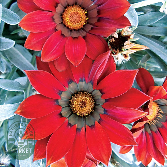 Frosty Kiss™ Red Hybrid Gazania Seeds