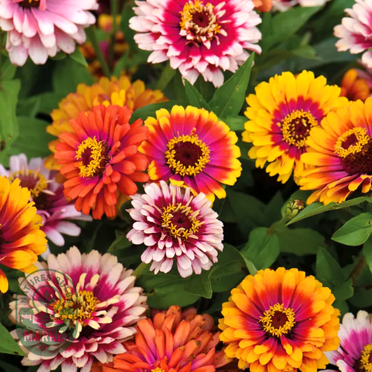 Funfair Mix' Zinnia Seeds