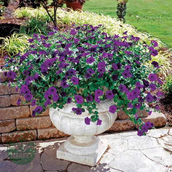 Fuseables® Blueberry Lime Jam Petunia Seeds