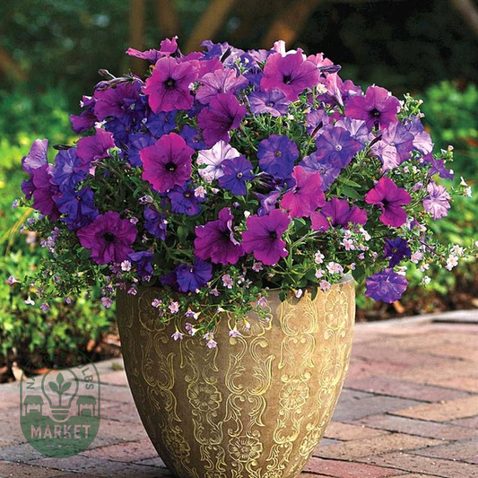 Fuseables® Silk 'n Satin Petunia-Bacopa Seeds