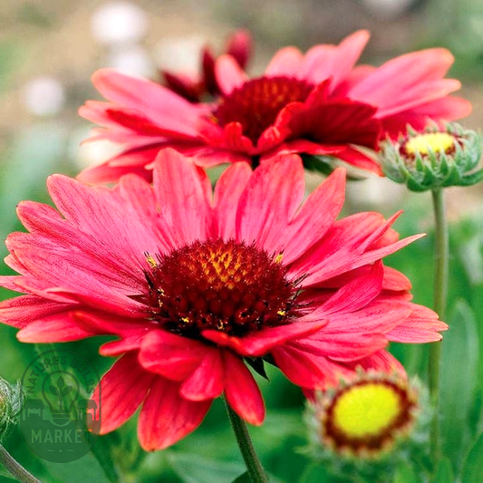Gaillardia 'Arizona Red Shades'