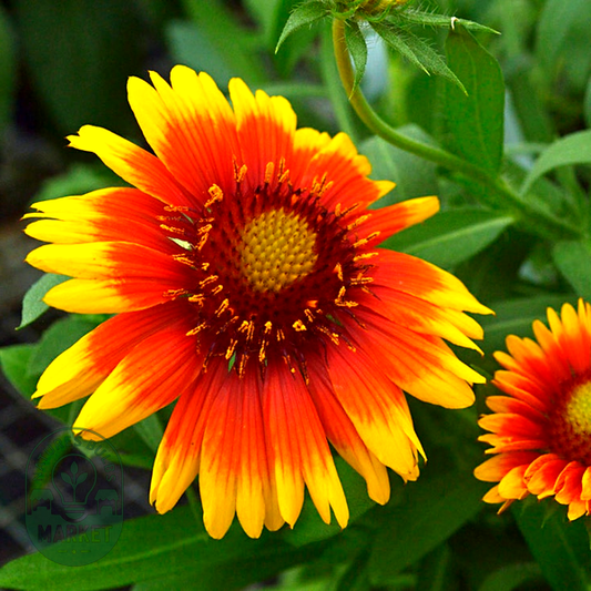 Gaillardia 'Arizona Sun'