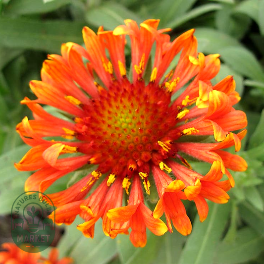Gaillardia REALFLOR® 'Fanfare Blaze'
