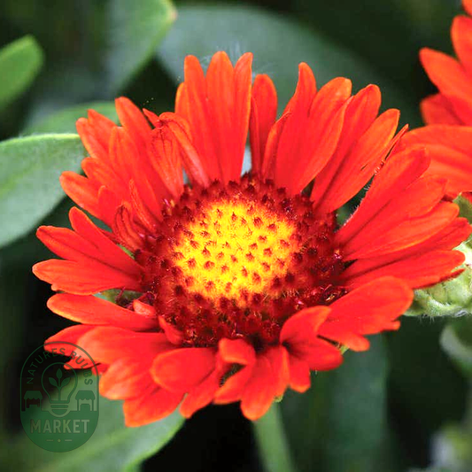 Gaillardia REALFLOR® 'Sunset Celebration'