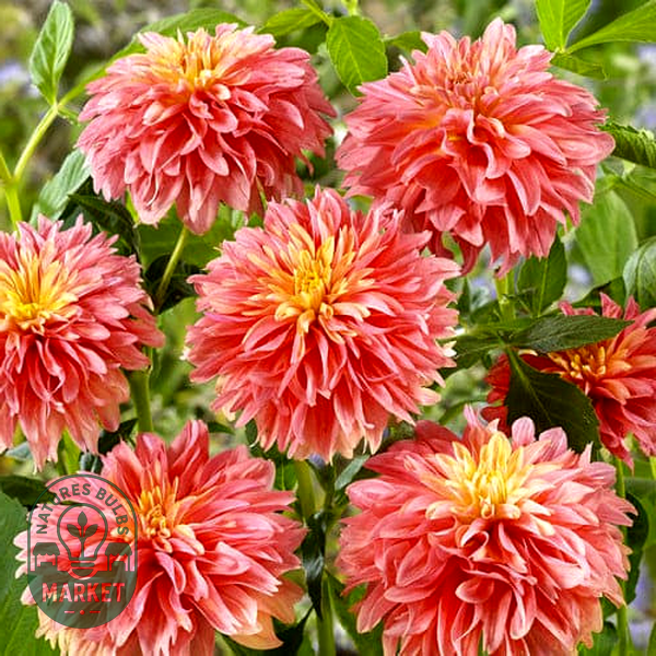 Garden Desire