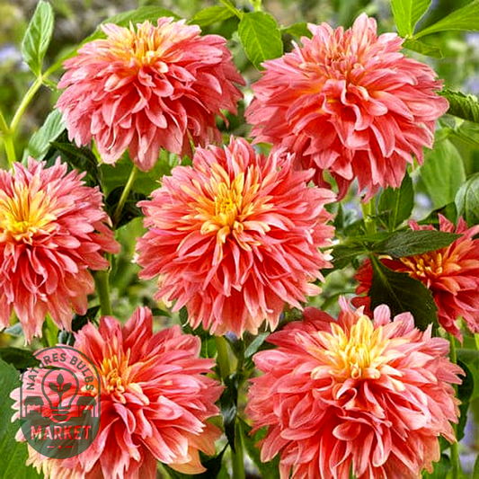 Garden Desire