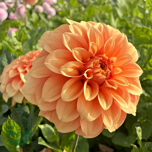 Garden Jubilee