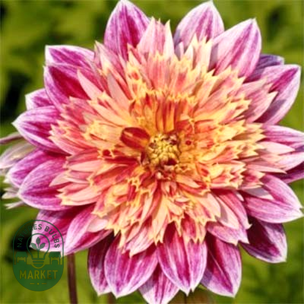 Garden Show