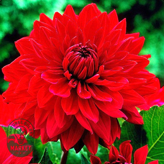 Garden Wonder