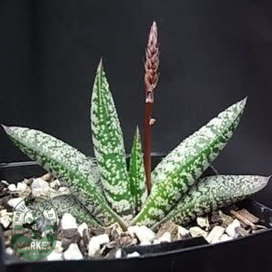 Gasteria pulchra