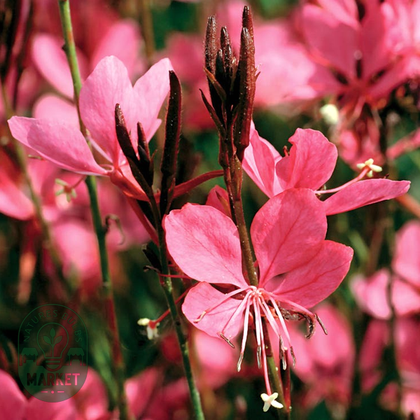 Gaura Dark Pink Belleza™