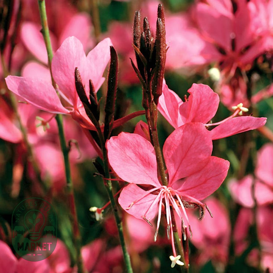 Gaura Dark Pink Belleza™