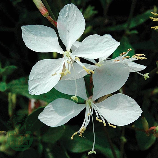 Gaura 'Whirling Butterflies'