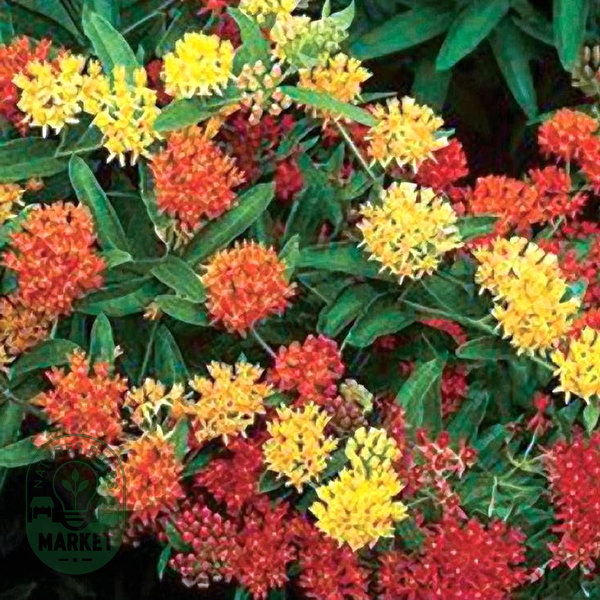Gay Butterflies Butterfly Weed Seeds