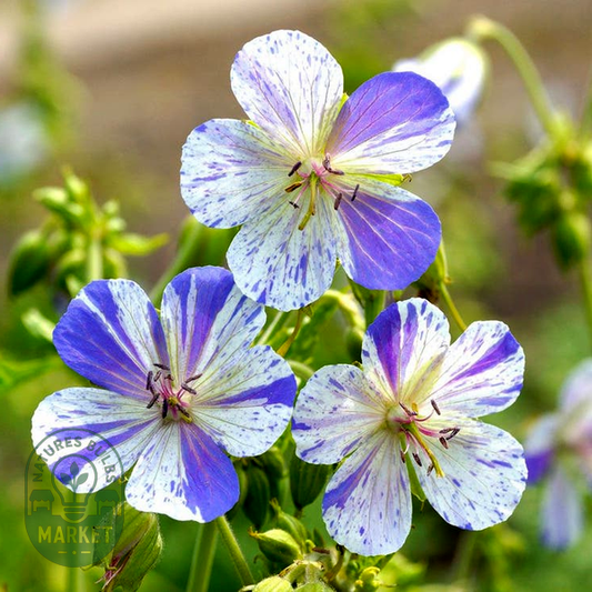 Geranium 'Delft Blue'