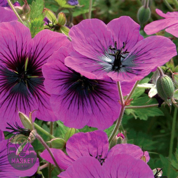 Geranium 'Dragon Heart'