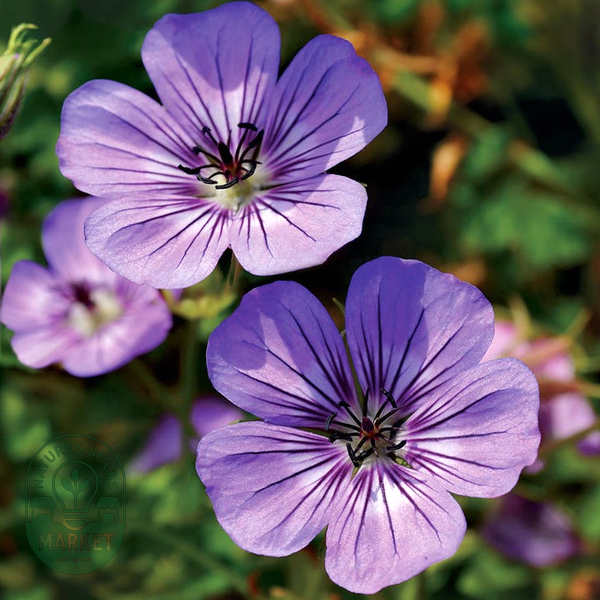Geranium 'Havana Blues'