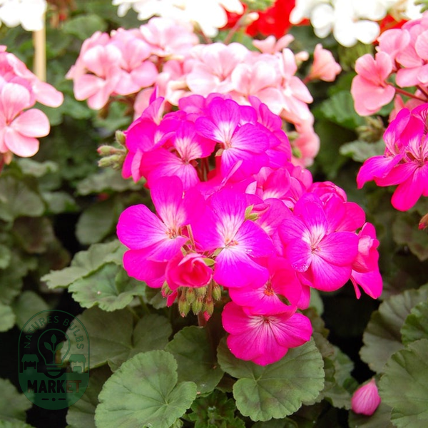 Geranium Nano™ Deep Rose Seeds