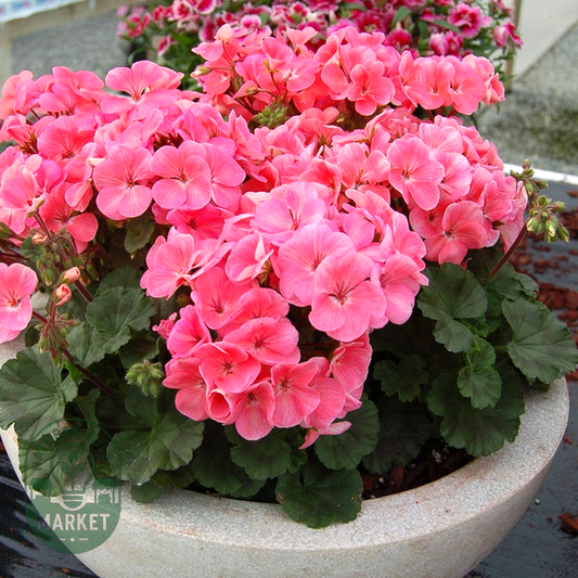 Geranium Nano™ Salmon Seeds