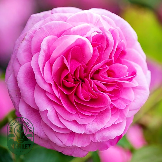 Gertrude Jekyll