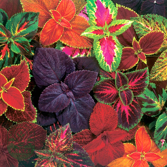 Giant Exhibition™ Complete Mix Coleus Heirloom Seeds