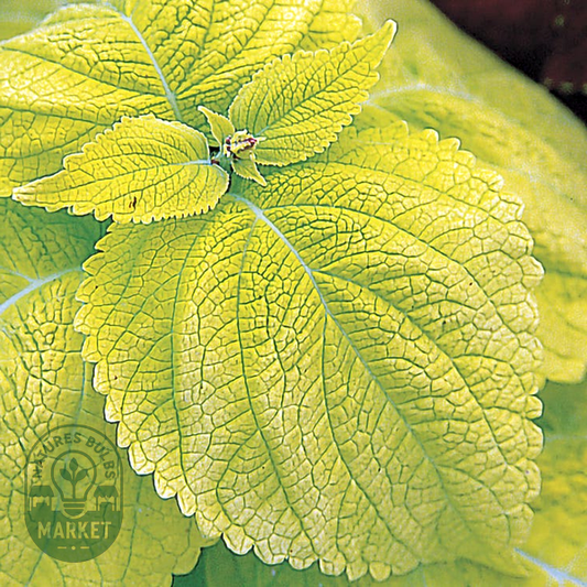 Giant Exhibition™ Limelight Coleus Seeds
