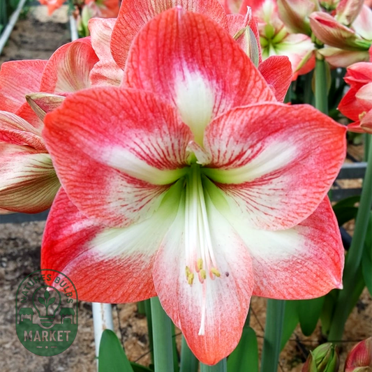 Giant Flame