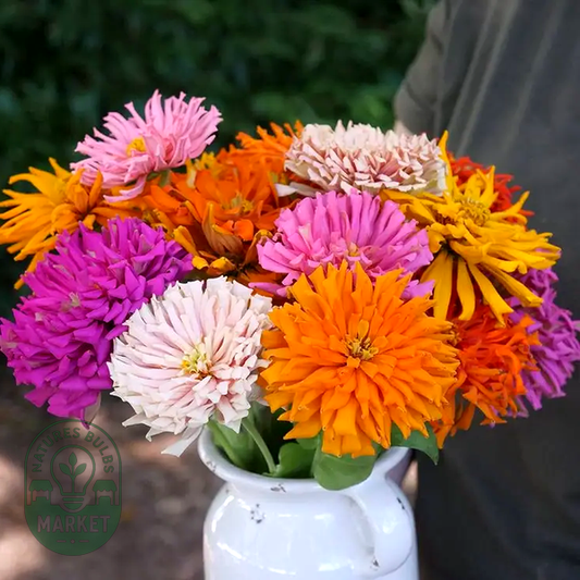 Giant Zinnia Seeds - Cactus Mix